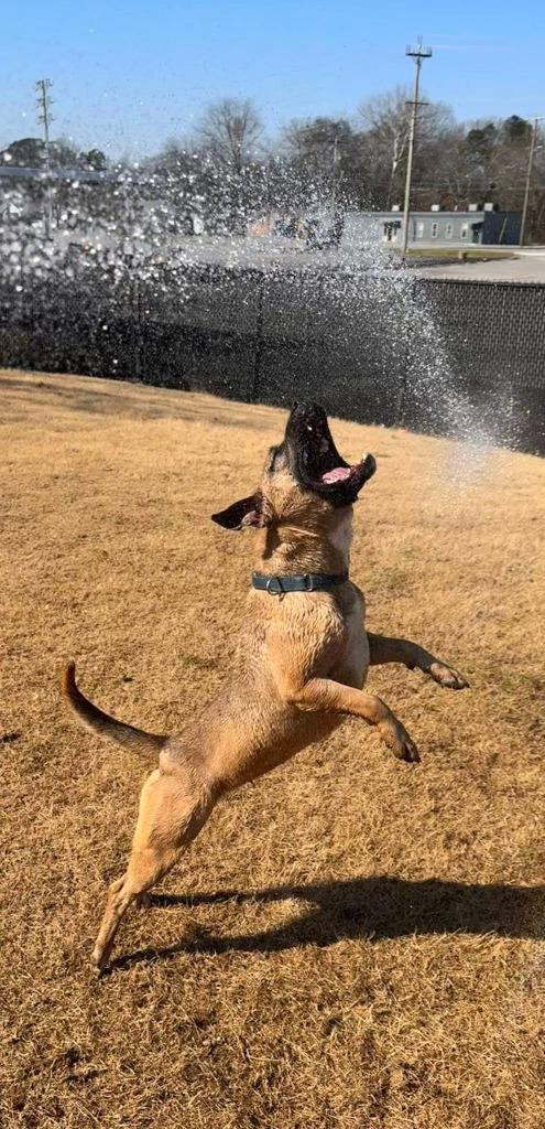 Enlarge Hope, a Adoptable mixed breed in East Ridge, TN image 3/4