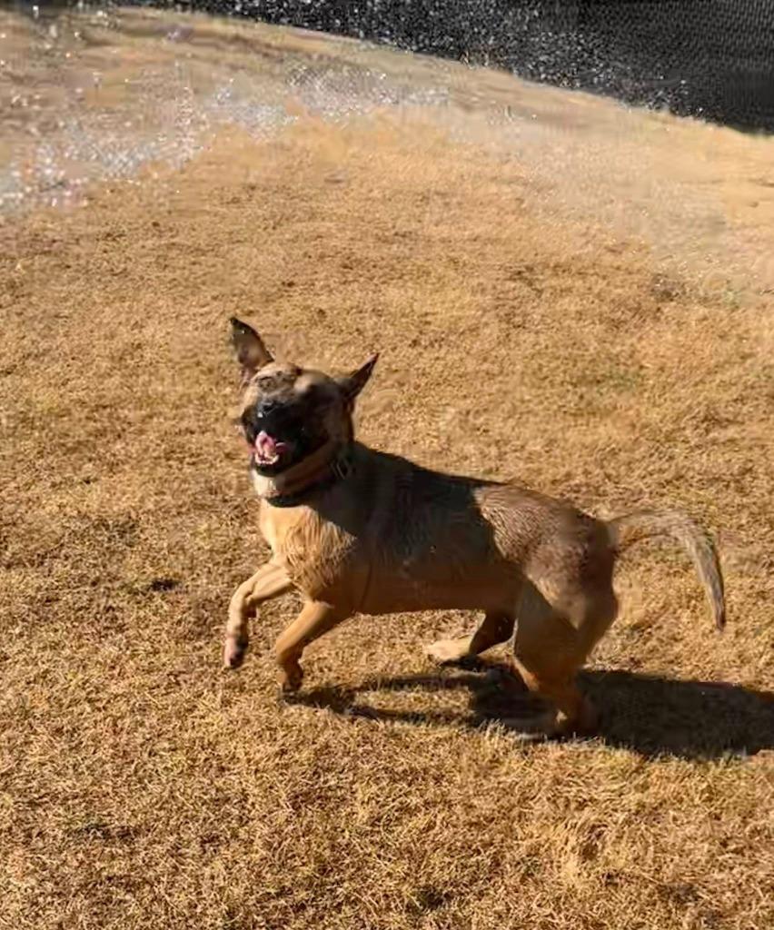 Enlarge Hope, a Adoptable mixed breed in East Ridge, TN image 4/4