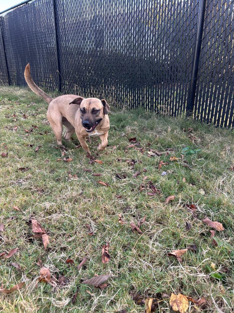 Hope, a Adoptable mixed breed in East Ridge, TN image 3/3