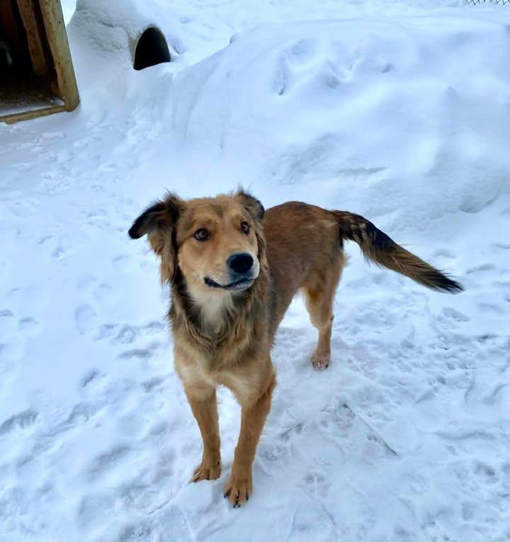 Suzie , adopted, Adult Female Flat-Coated Retriever.