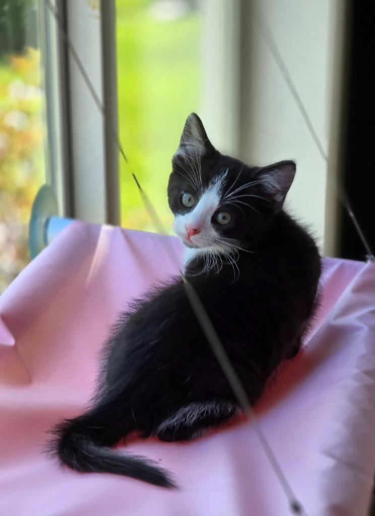 Venus, a Adoptable mixed breed in Decatur, IN image 1/4