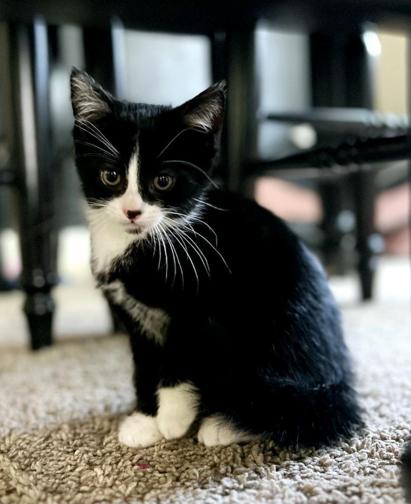 Venus, a Adoptable mixed breed in Decatur, IN image 2/4