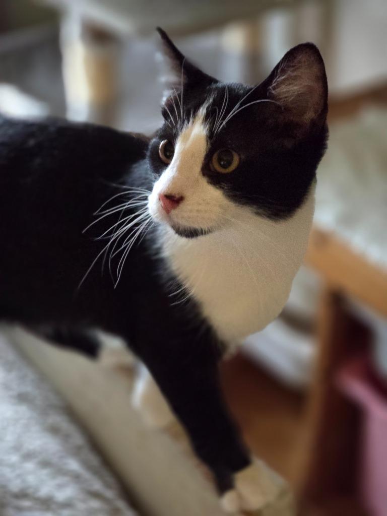 Venus, a Adoptable mixed breed in Decatur, IN image 3/5