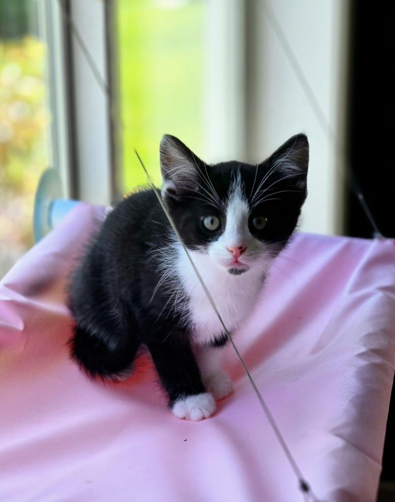 Venus, a Adoptable mixed breed in Decatur, IN image 3/4