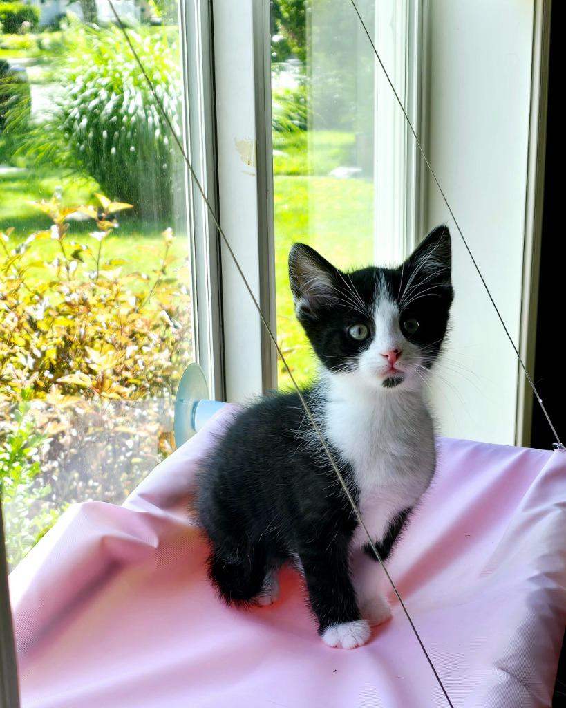 Venus, a Adoptable mixed breed in Decatur, IN image 4/4