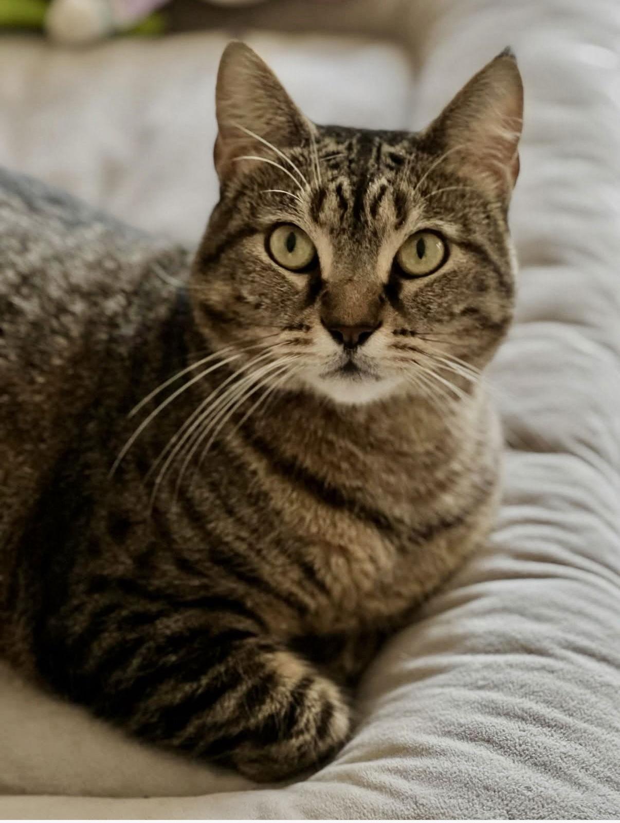 Enlarge Libby, a Adoptable Domestic Short Hair in Newtown Square, PA image 1/3