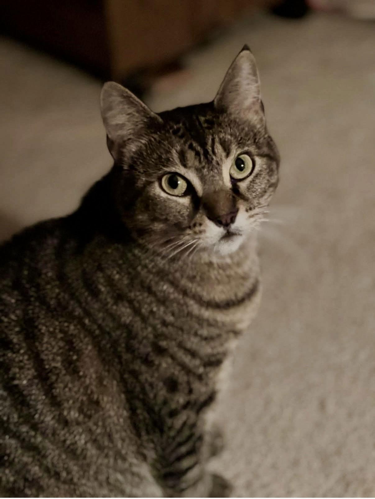 Enlarge Libby, a Adoptable Domestic Short Hair in Newtown Square, PA image 2/3