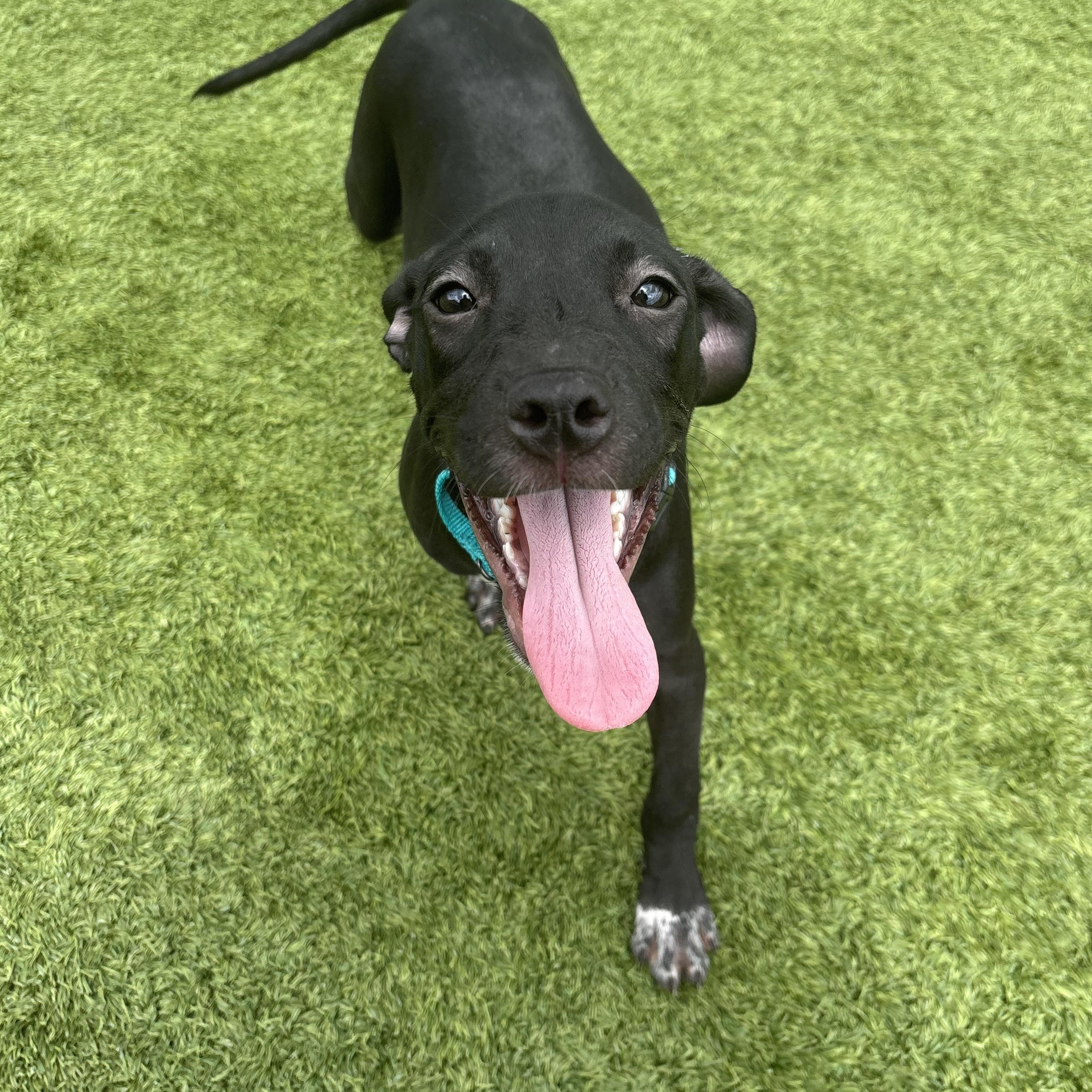 Enlarge Picasso, an adopted mixed breed in Liberty, MO image 4/6
