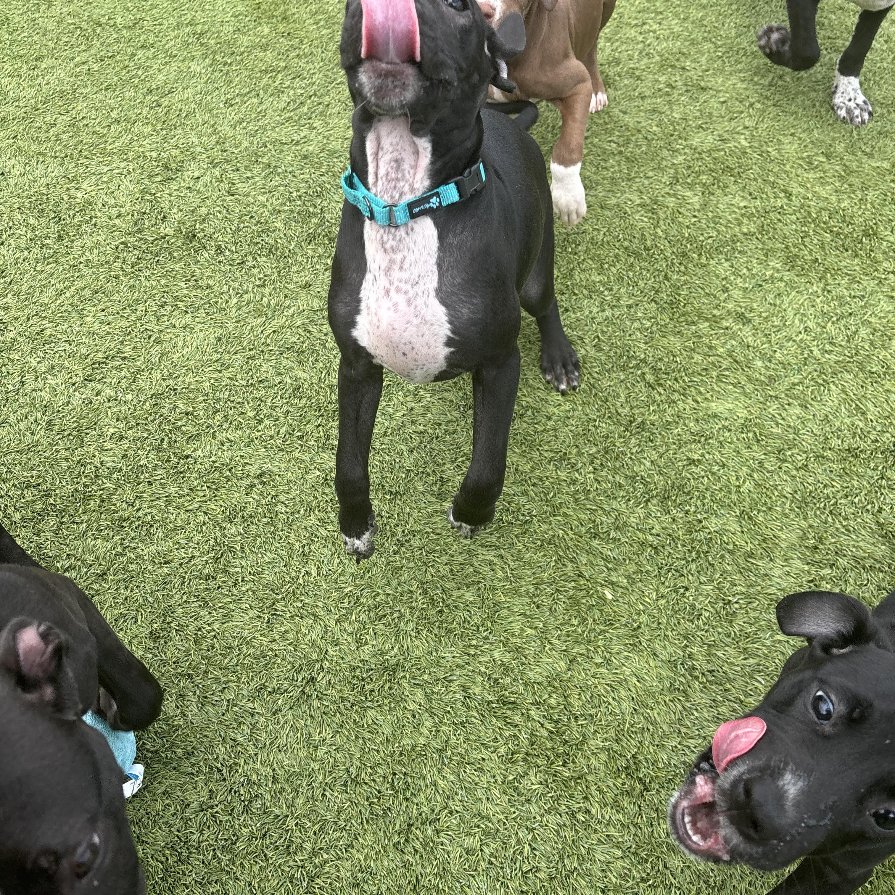 Enlarge Picasso, an adopted mixed breed in Liberty, MO image 6/6