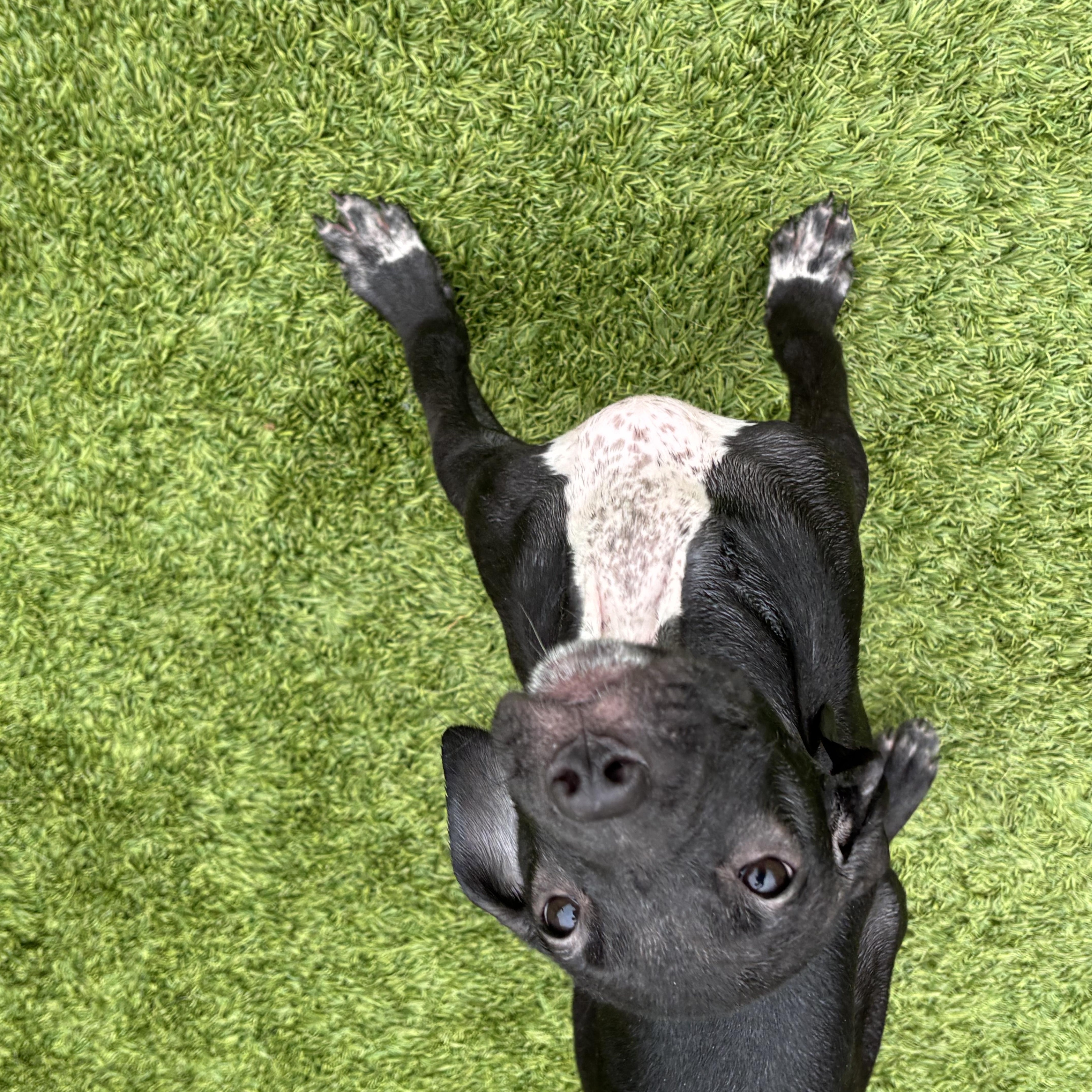 Enlarge Picasso, an adopted mixed breed in Liberty, MO image 1/6