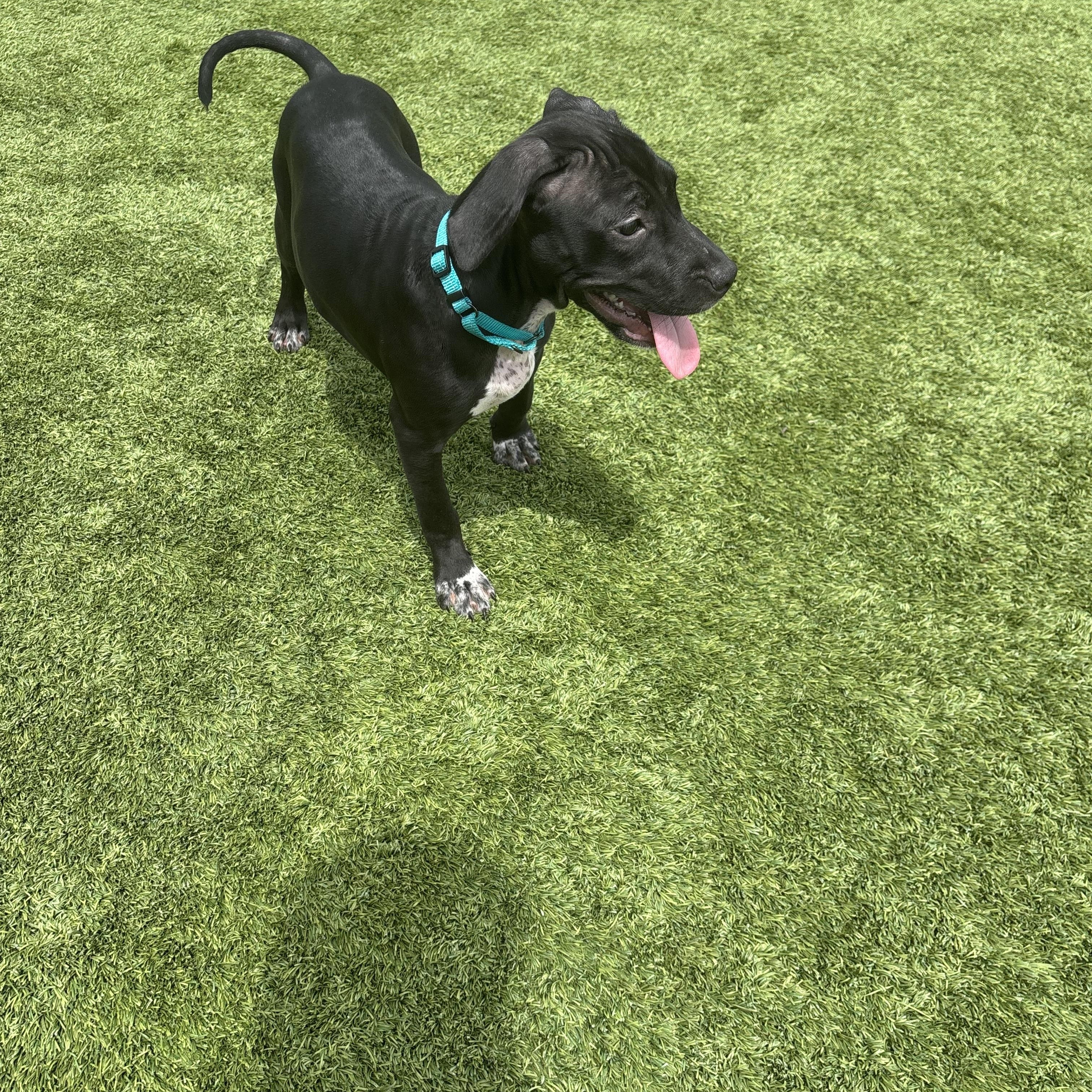 Enlarge Picasso, an adopted mixed breed in Liberty, MO image 2/6