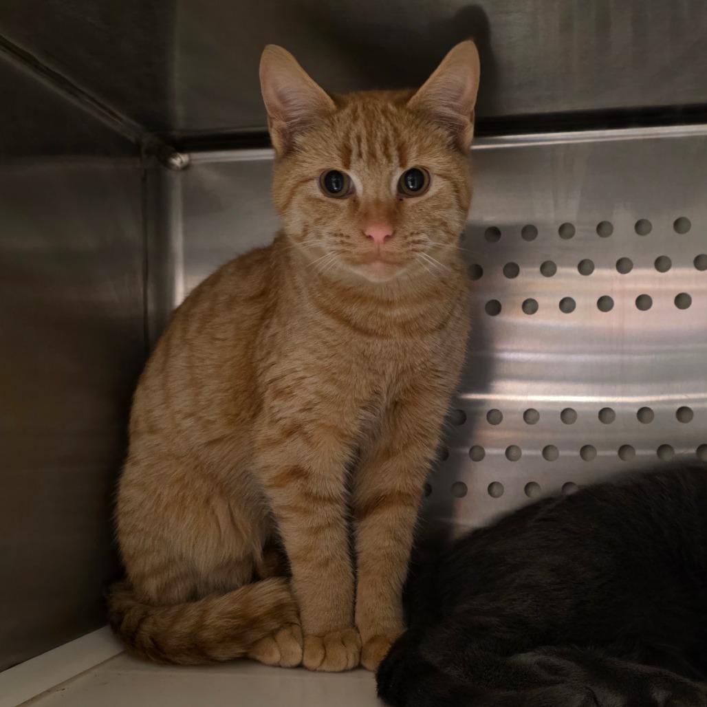 Dublin, Adoptable, Young Male Domestic Short Hair.