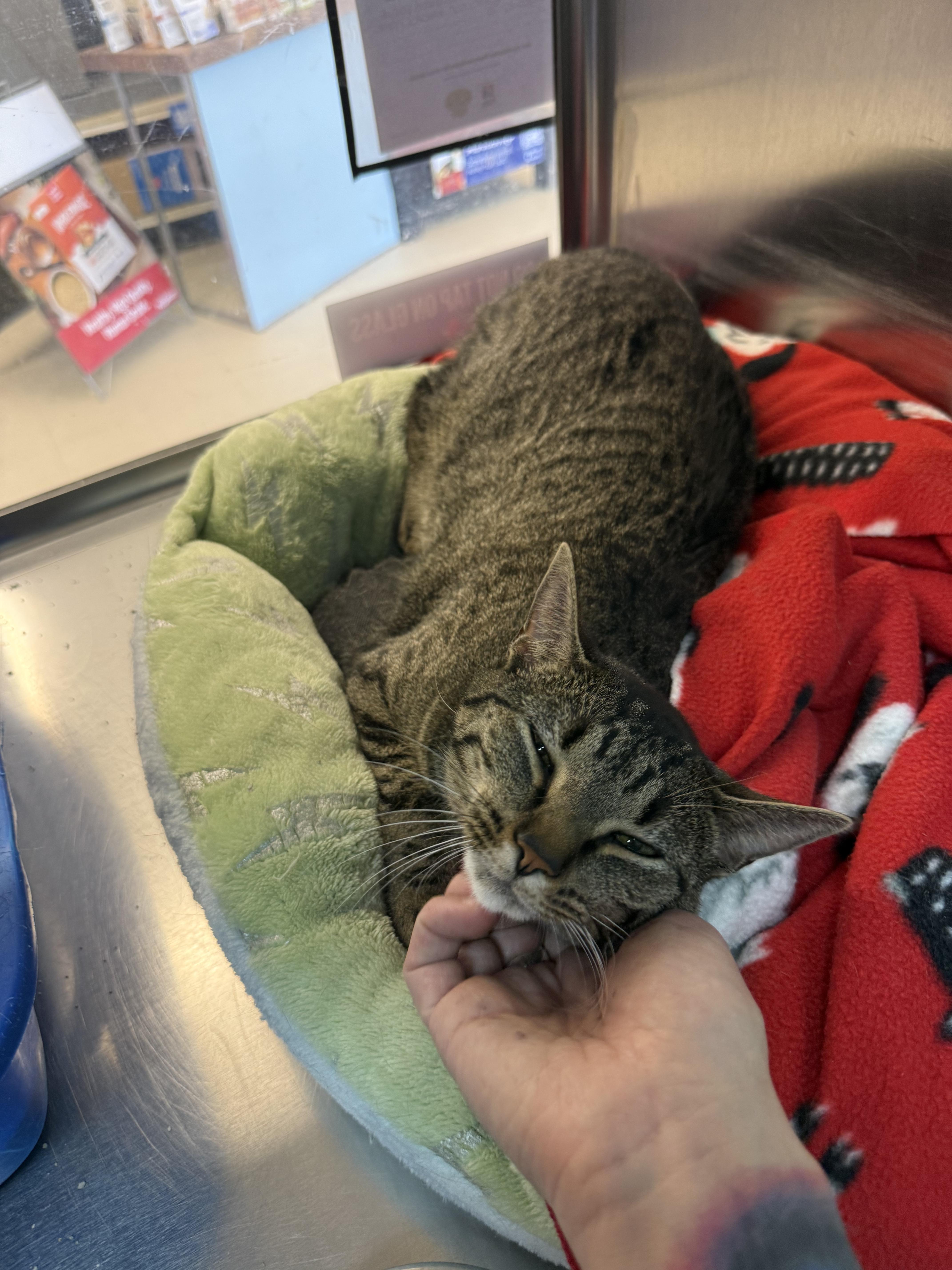 Enlarge Zippy & Starla, an adopted Domestic Short Hair in Cambridge, MA image 5/6