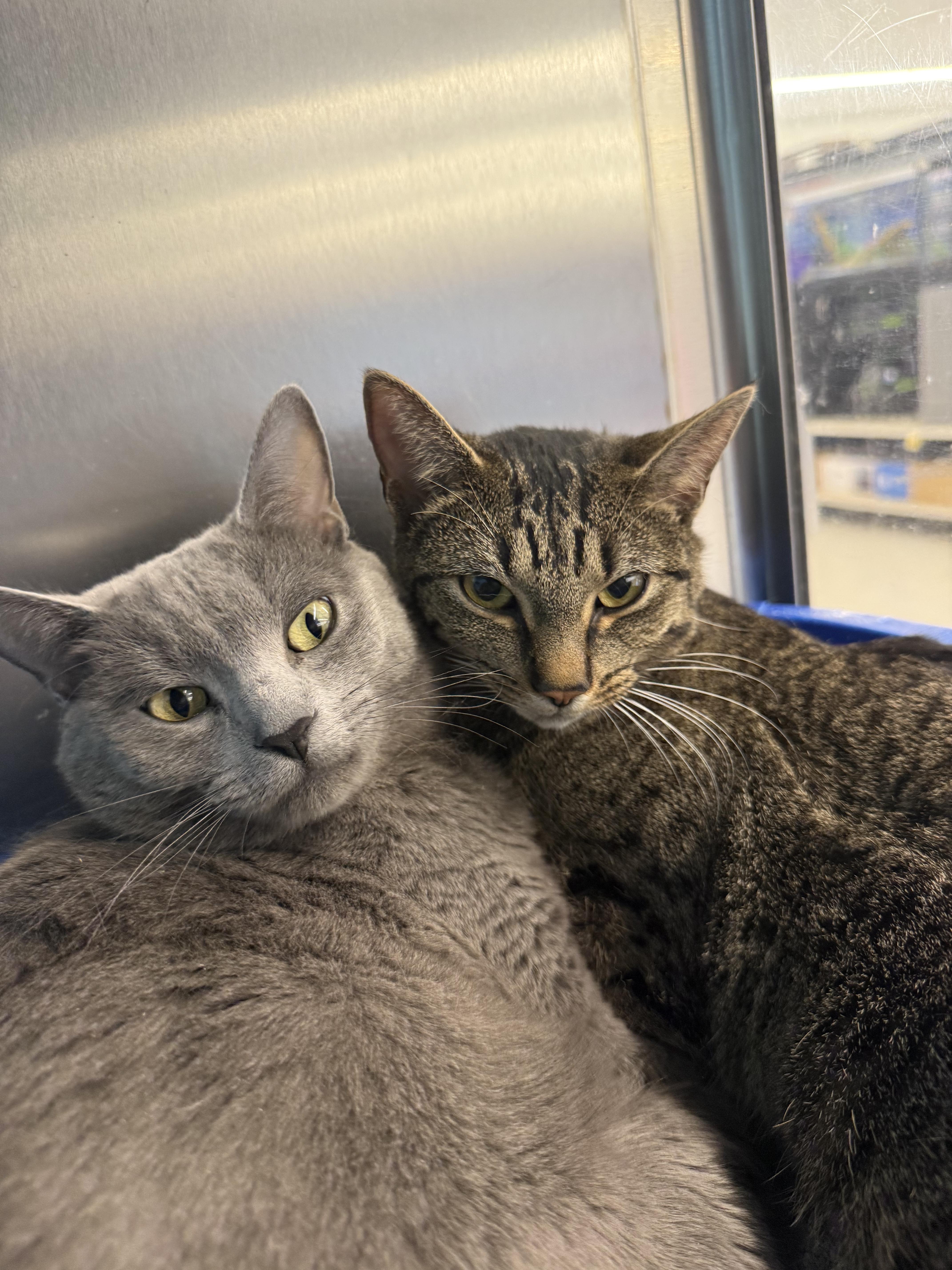 Enlarge Zippy & Starla, an adopted Domestic Short Hair in Cambridge, MA image 2/6