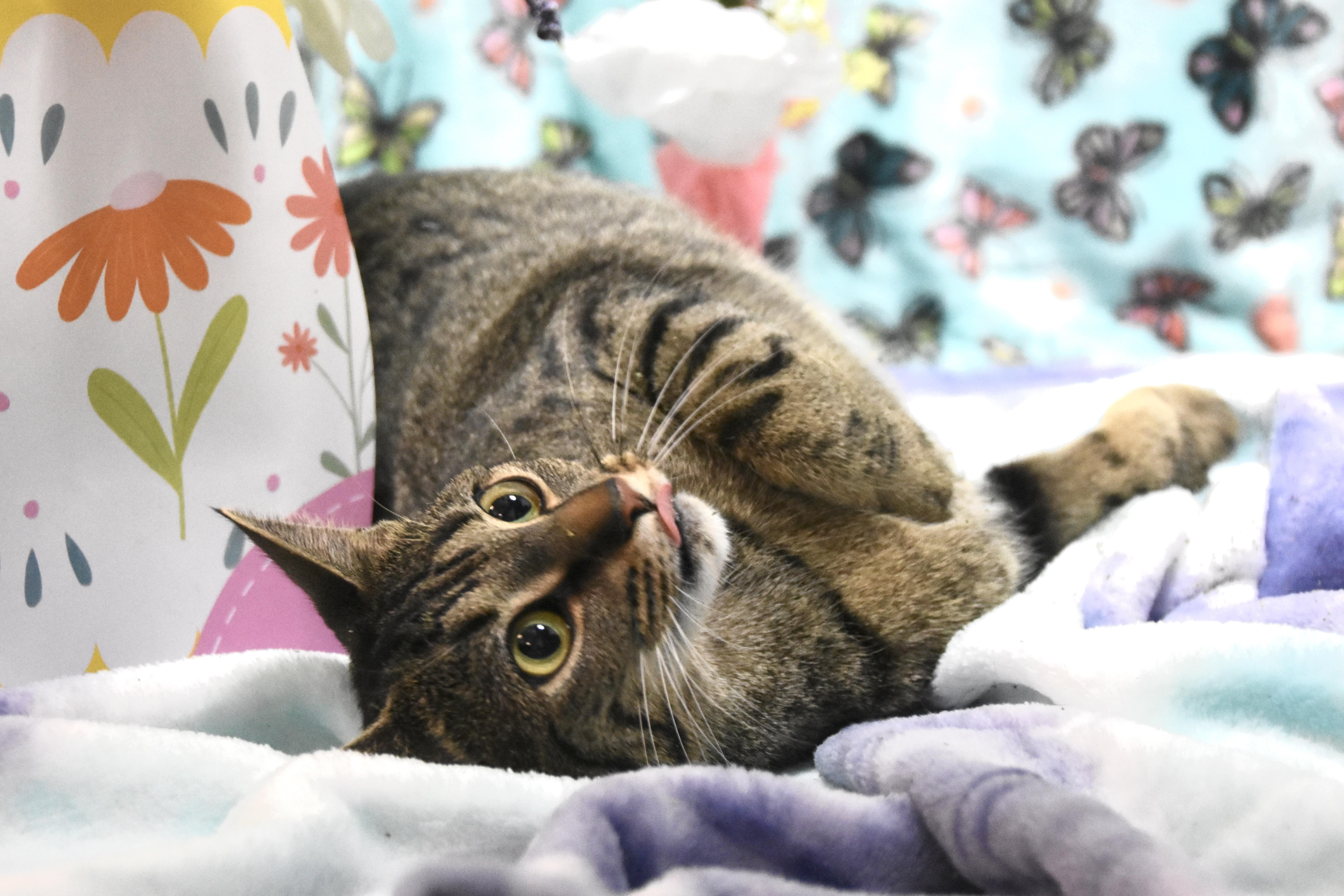 Enlarge Zippy & Starla, an adopted Domestic Short Hair in Cambridge, MA image 3/6