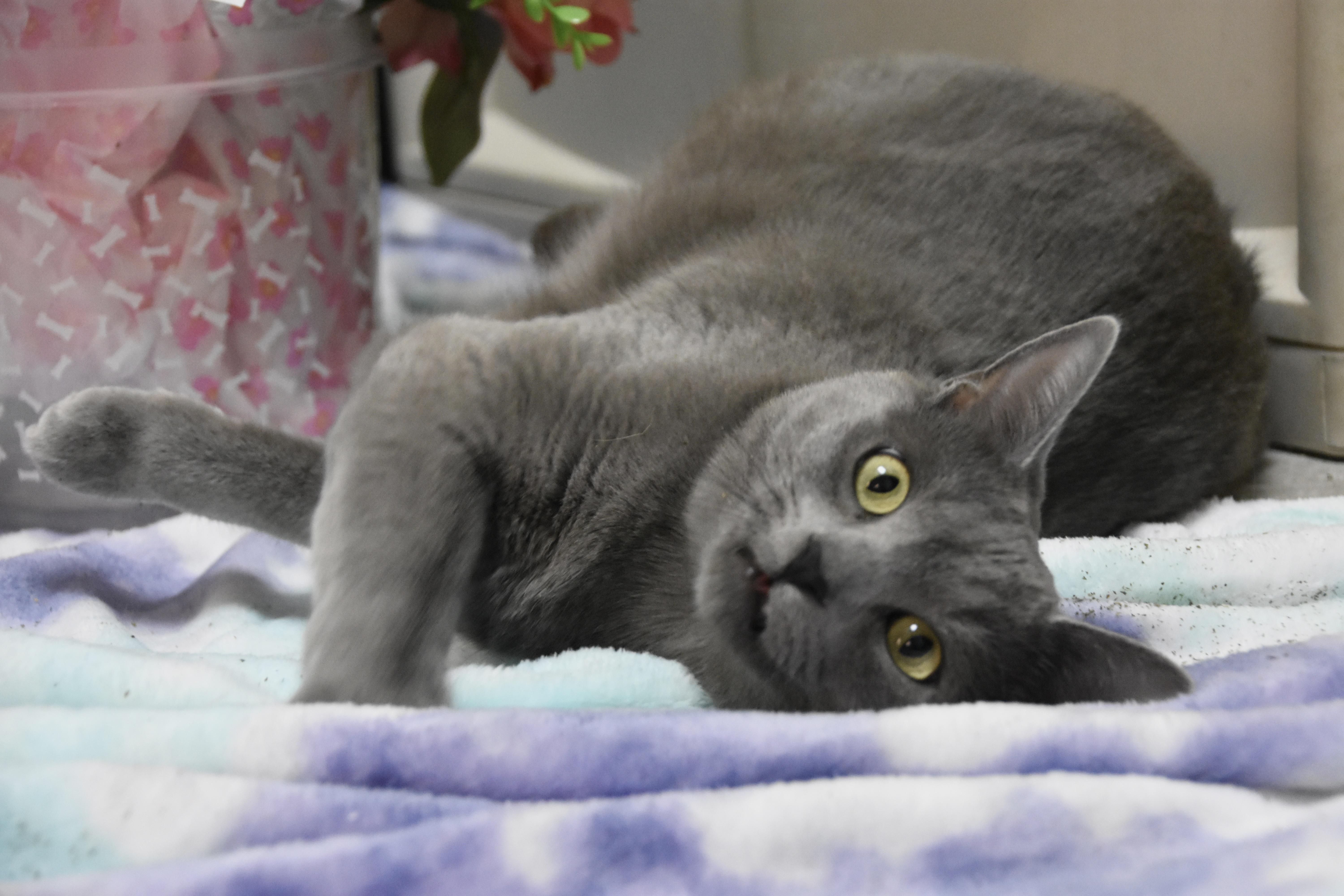 Enlarge Zippy & Starla, an adopted Domestic Short Hair in Cambridge, MA image 4/6