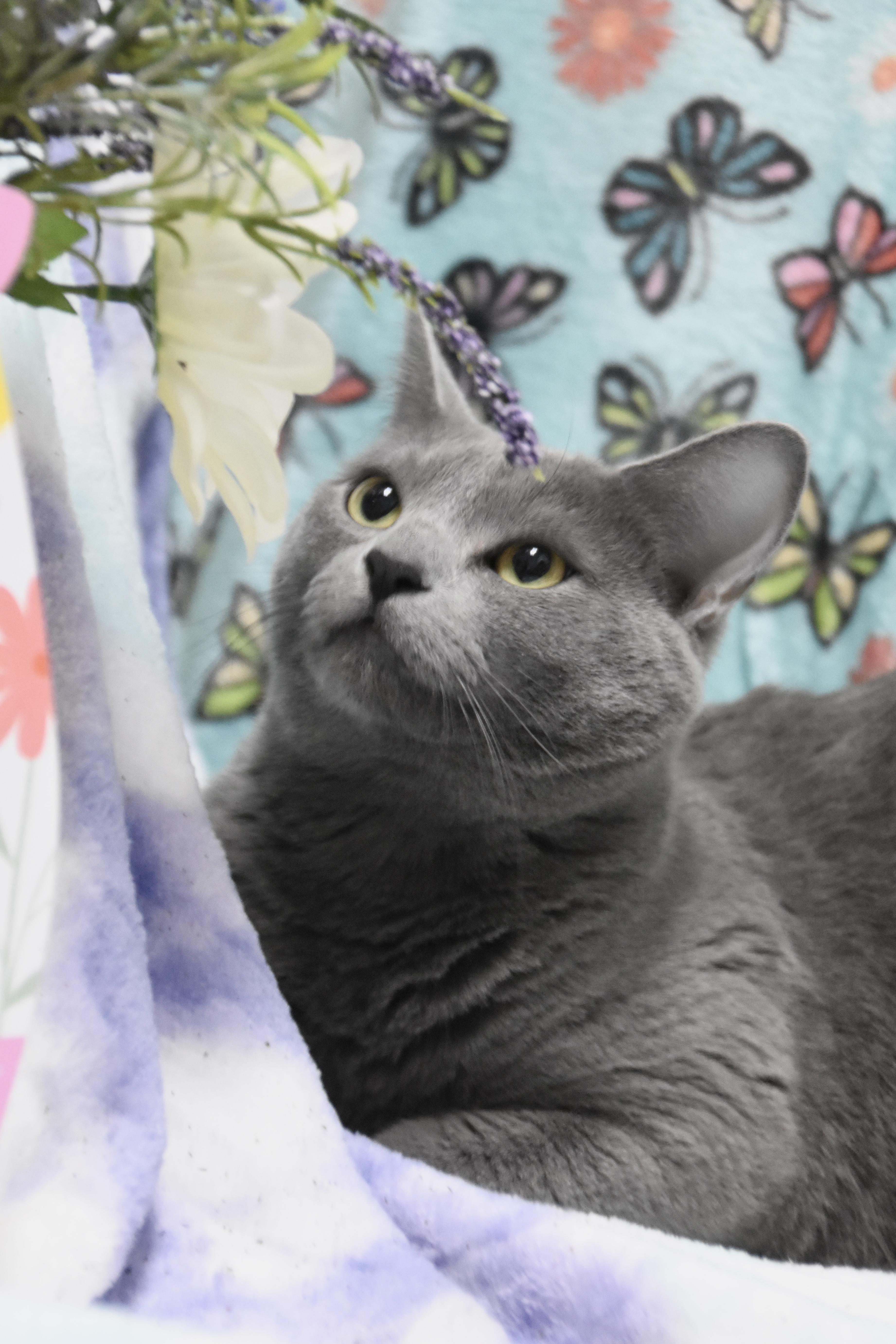 Enlarge Zippy & Starla, an adopted Domestic Short Hair in Cambridge, MA image 6/6