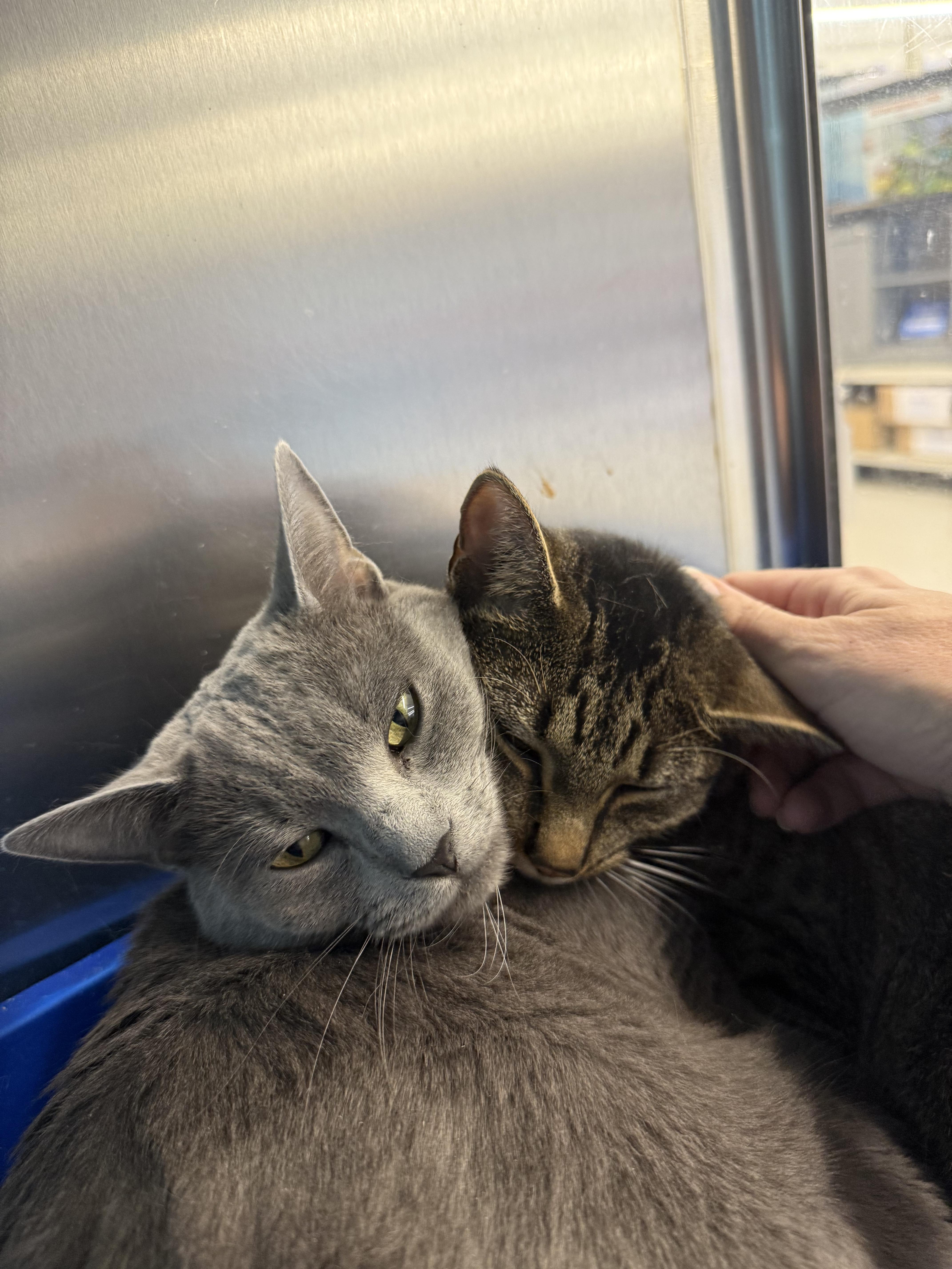 Enlarge Zippy & Starla, an adopted Domestic Short Hair in Cambridge, MA image 1/6