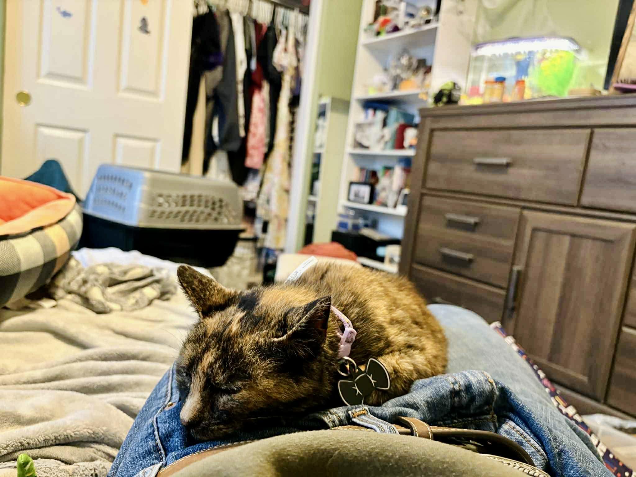 TeeTee, ADOPTABLE, Adult Female Tortoiseshell.