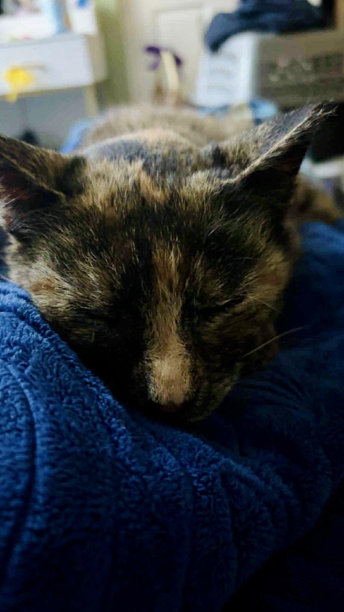TeeTee, a ADOPTABLE Tortoiseshell in Elk Grove, CA image 2/5