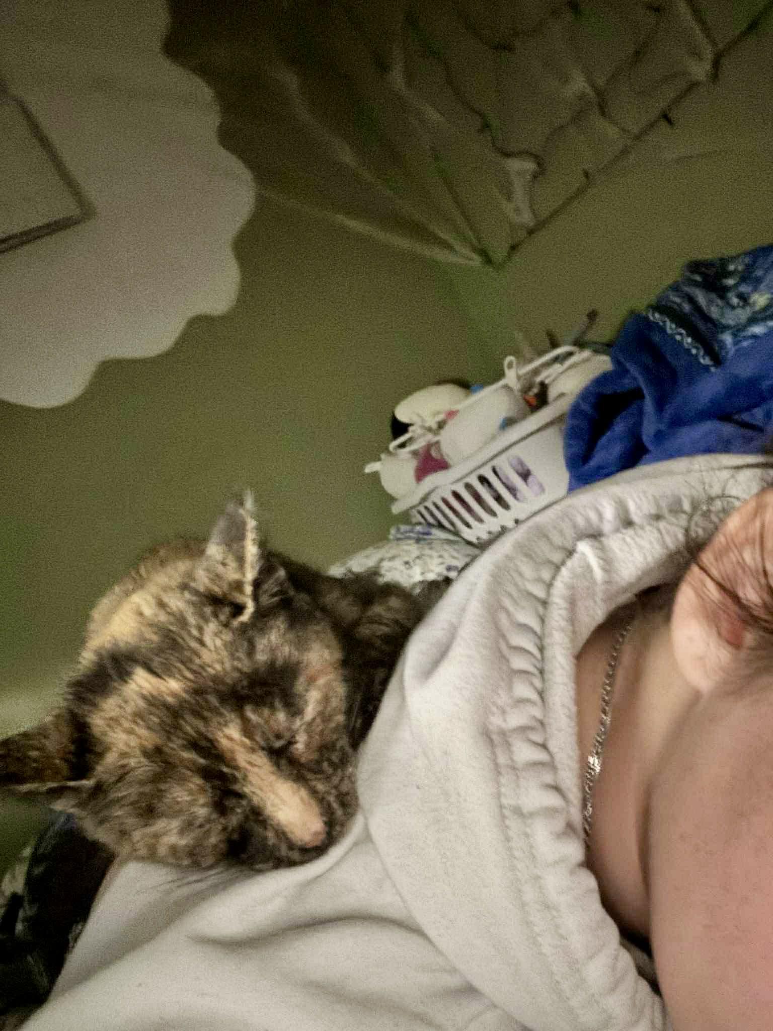 TeeTee, a ADOPTABLE Tortoiseshell in Elk Grove, CA image 3/5