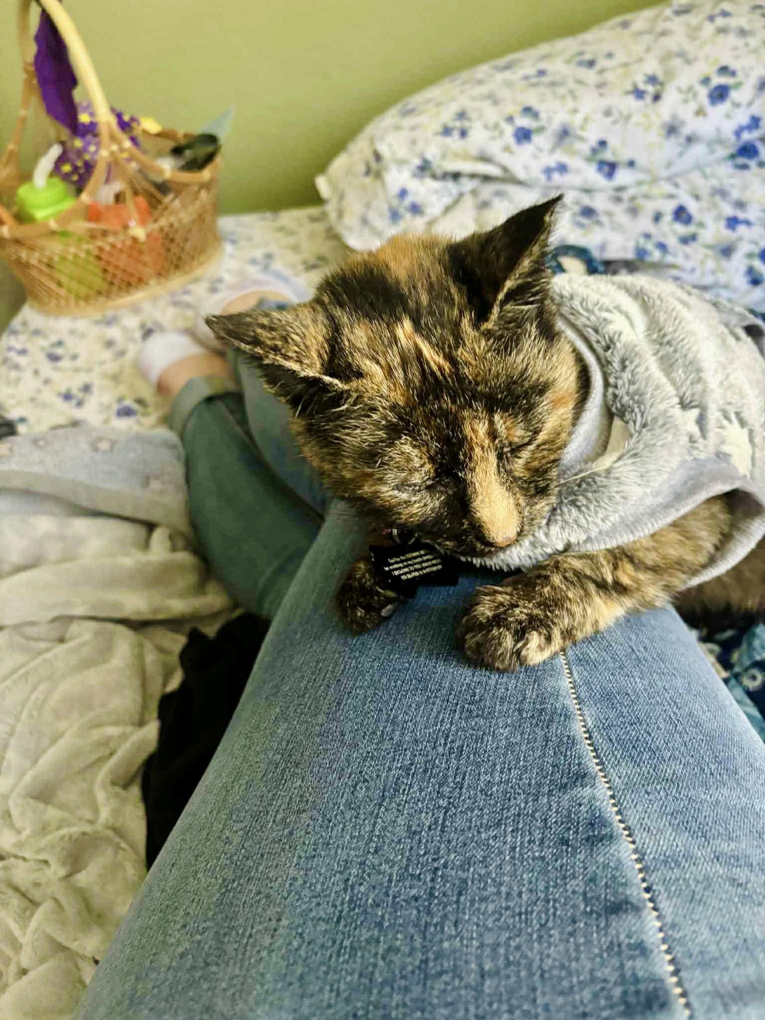 TeeTee, a ADOPTABLE Tortoiseshell in Elk Grove, CA image 4/5