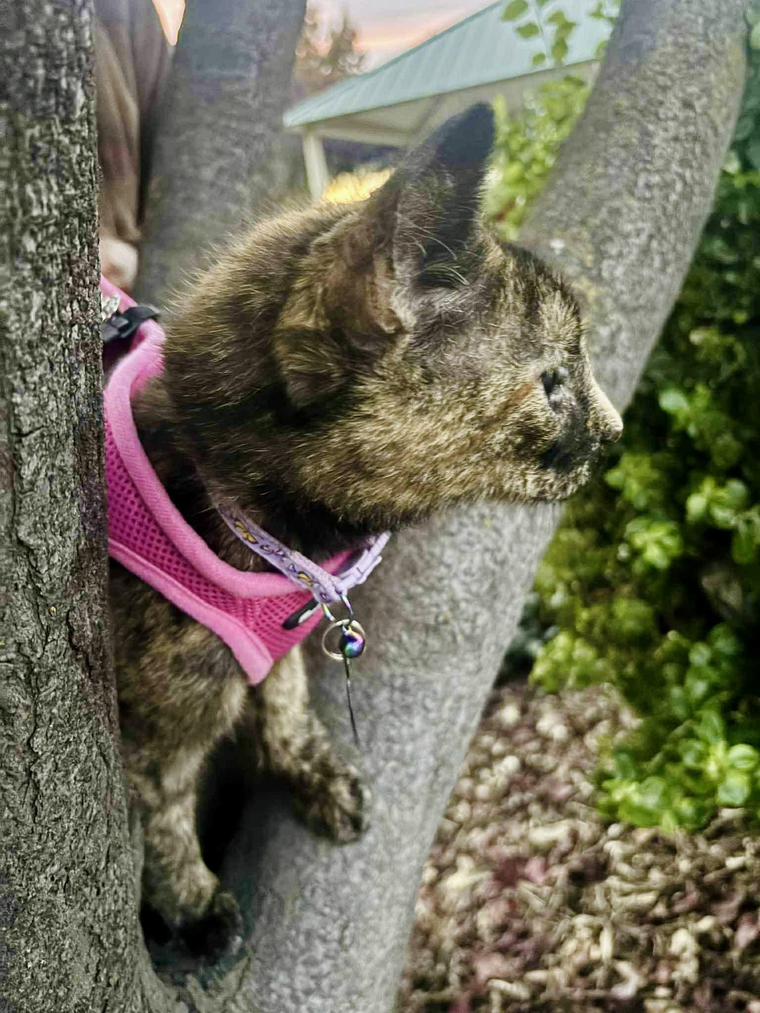 TeeTee, a ADOPTABLE Tortoiseshell in Elk Grove, CA image 5/5