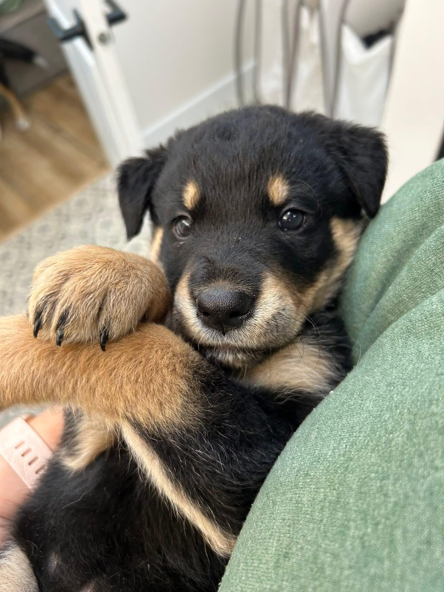 Daisy
