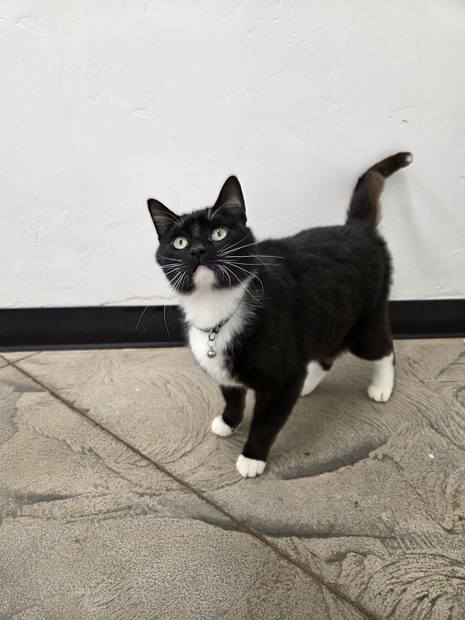 Severus, ADOPTABLE, Adult Male Domestic Short Hair.