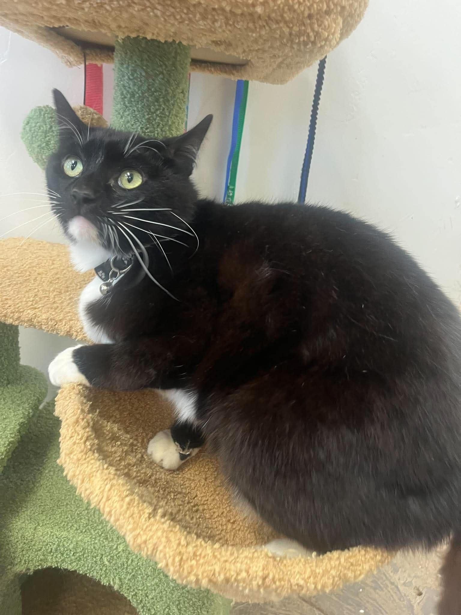 Enlarge Severus, a ADOPTABLE mixed breed in Roosevelt, UT image 2/3