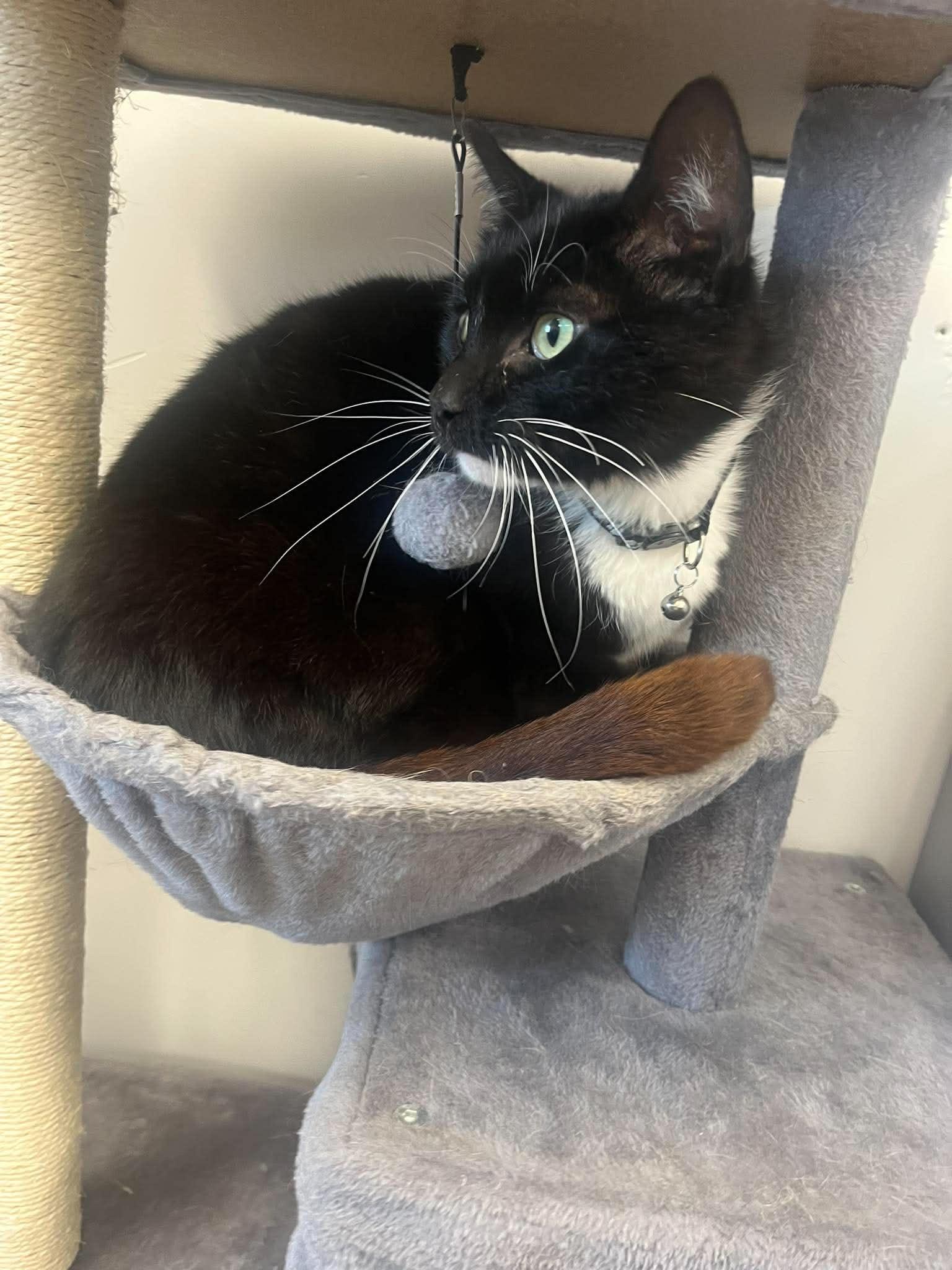 Enlarge Severus, a ADOPTABLE mixed breed in Roosevelt, UT image 3/3