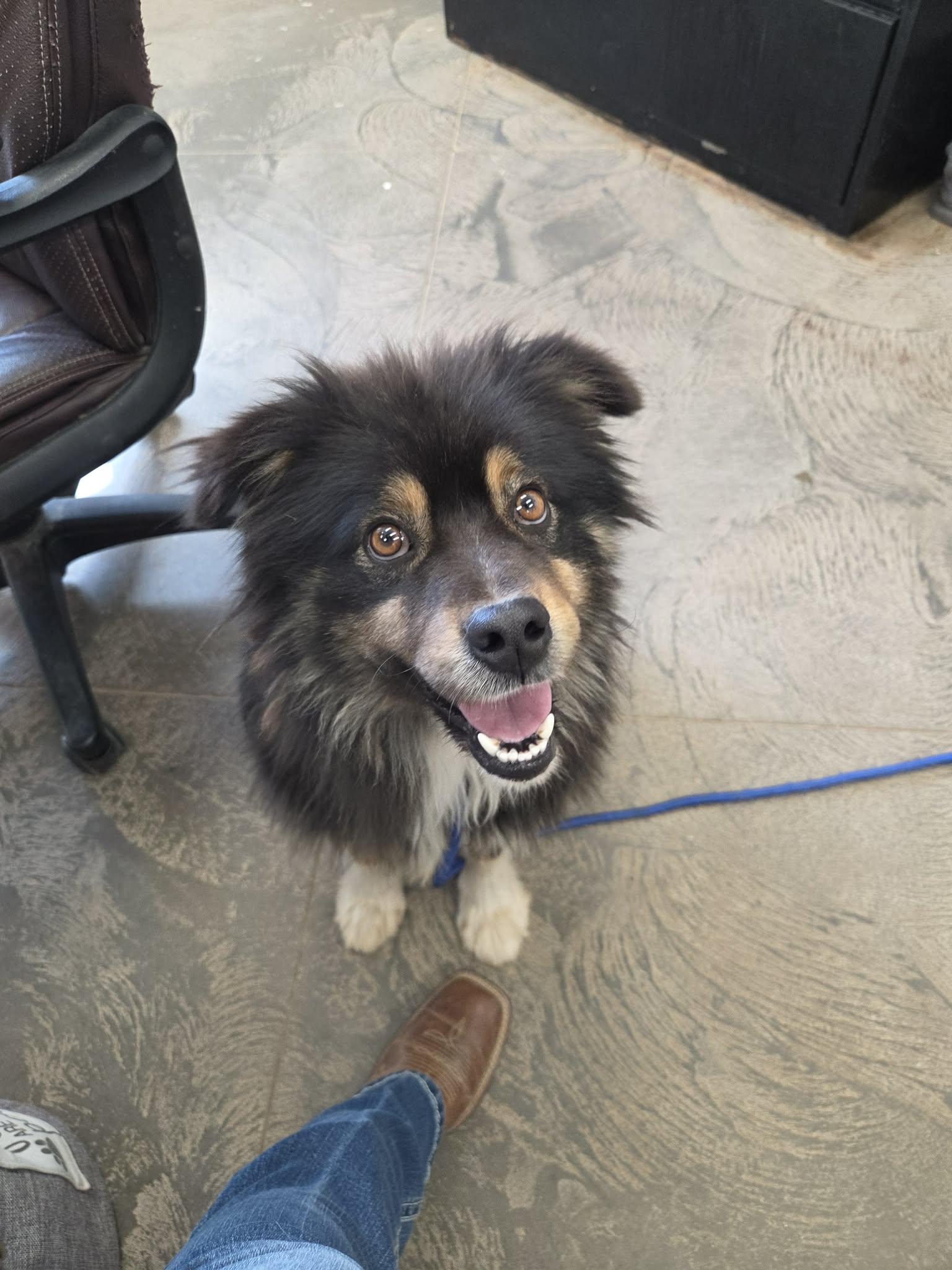 Enlarge Bear, a ADOPTABLE mixed breed in Roosevelt, UT image 2/3
