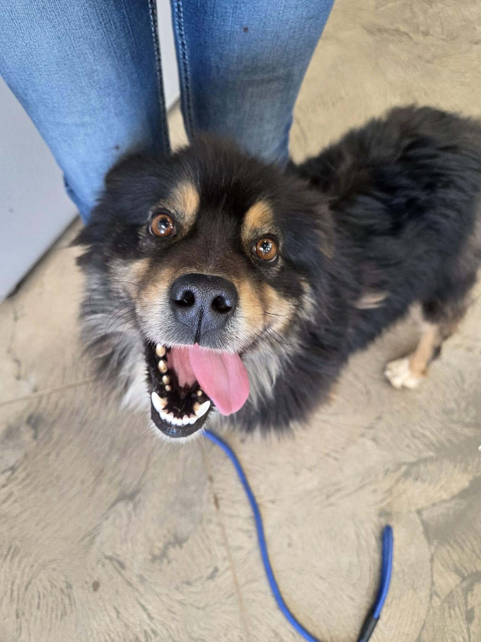 Enlarge Bear, a ADOPTABLE mixed breed in Roosevelt, UT image 3/3
