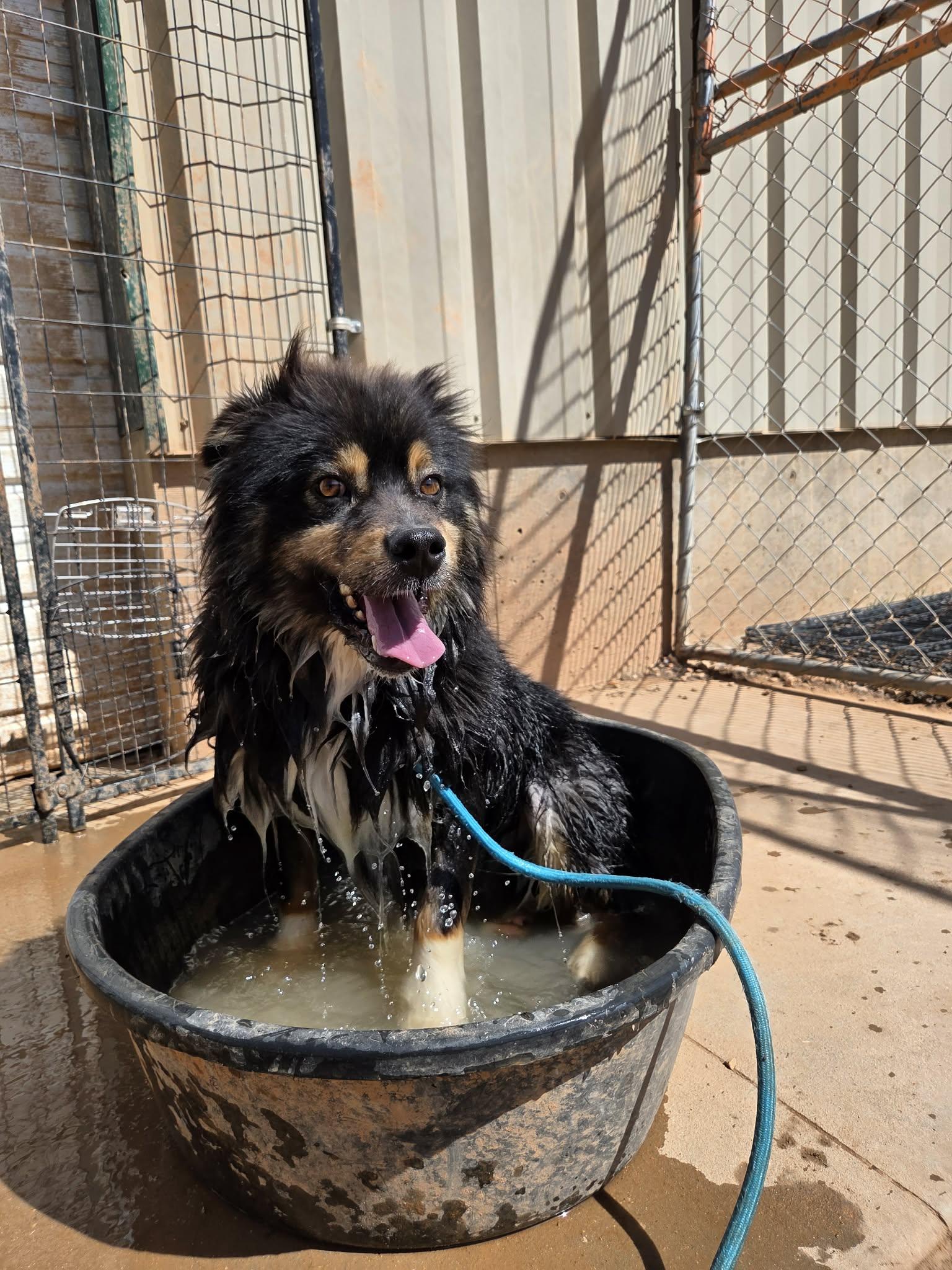 Enlarge Bear, a ADOPTABLE mixed breed in Roosevelt, UT image 1/3