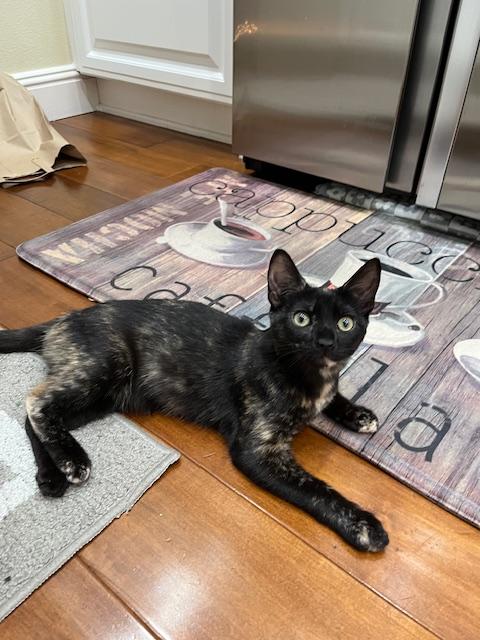 Enlarge Skyler, a ADOPTABLE Tortoiseshell in Irvine, CA image 6/6