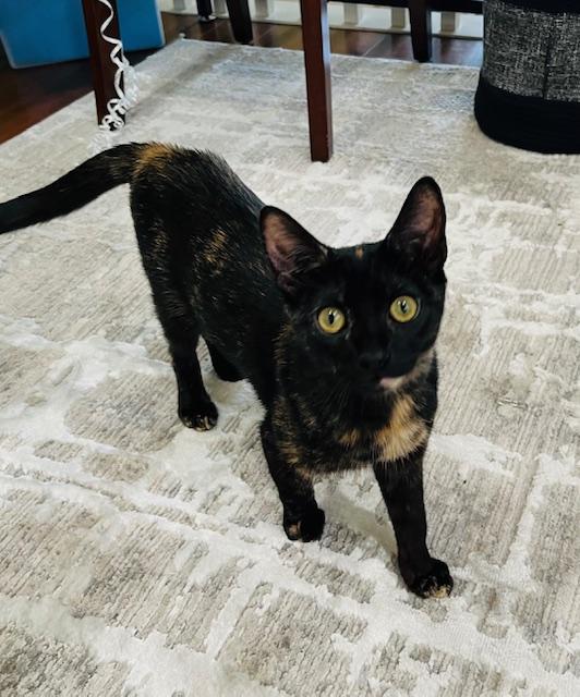 Enlarge Skyler, a ADOPTABLE Tortoiseshell in Irvine, CA image 3/6
