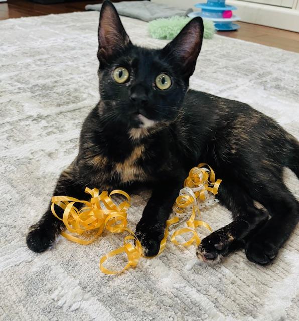 Skyler, ADOPTABLE, Kitten Female Tortoiseshell.