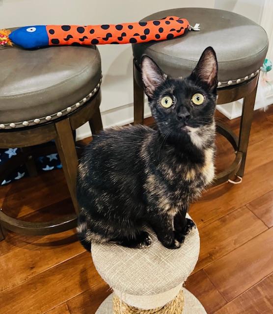 Enlarge Skyler, a ADOPTABLE Tortoiseshell in Irvine, CA image 2/6