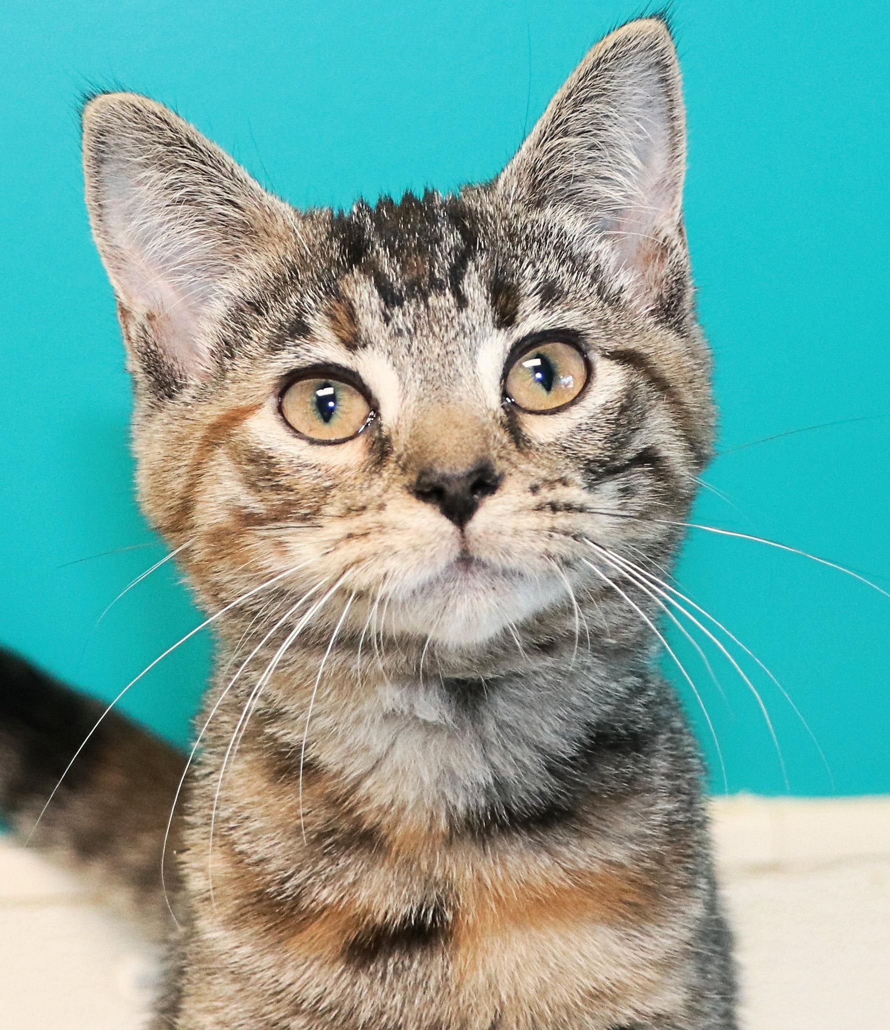 Marina, adopted, Kitten Female Domestic Short Hair.