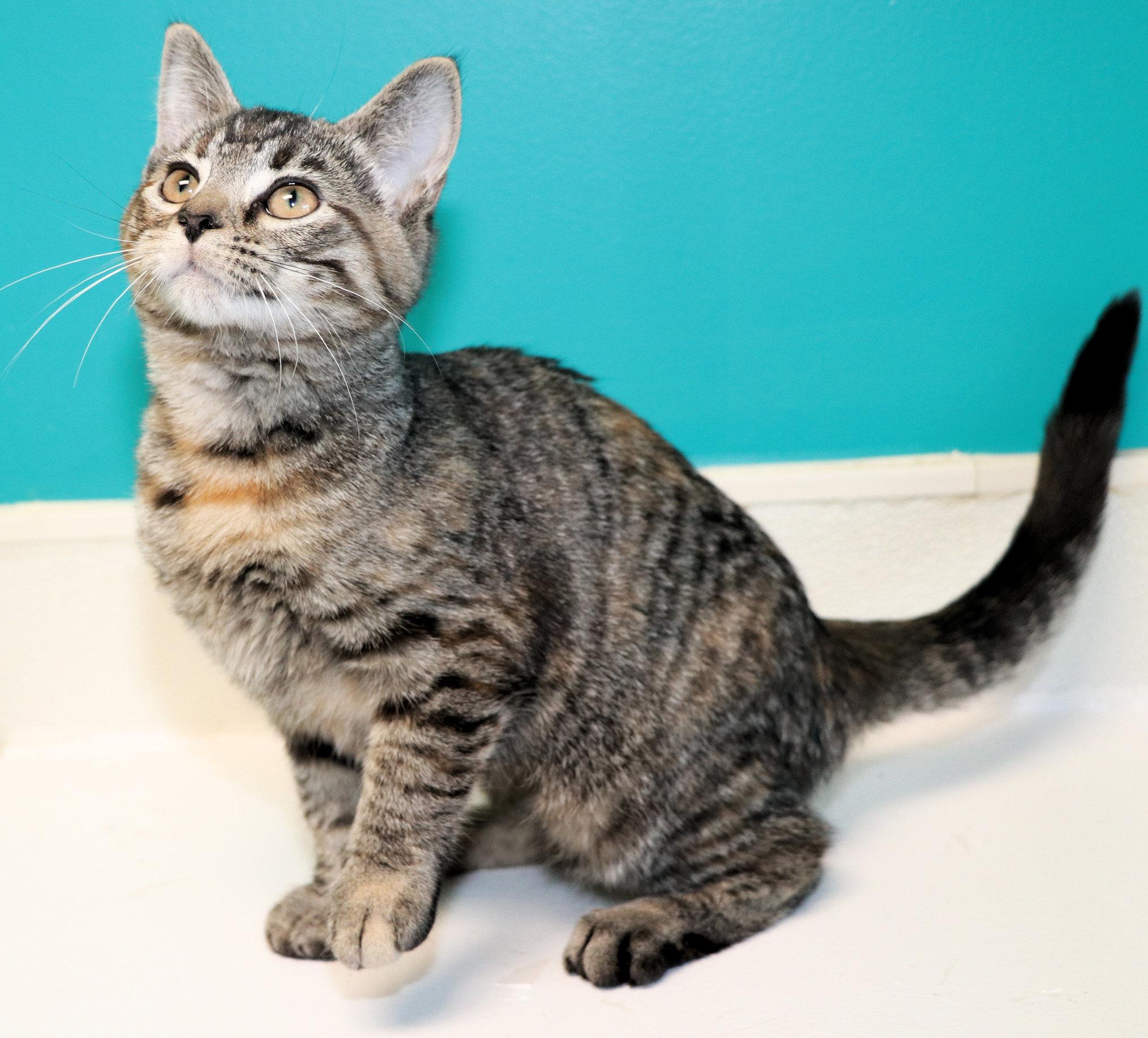 Marina, an adopted Domestic Short Hair in Cincinnati, OH image 3/3