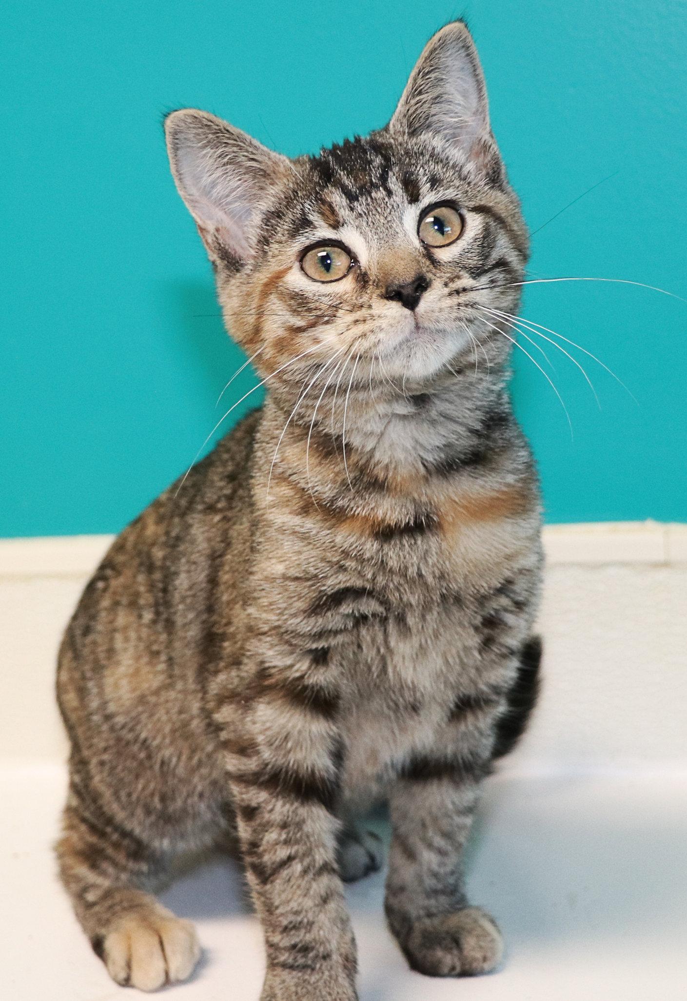 Marina, an adopted Domestic Short Hair in Cincinnati, OH image 2/3