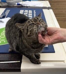 Aretha, Adoptable, Young Female Tabby & Domestic Short Hair.