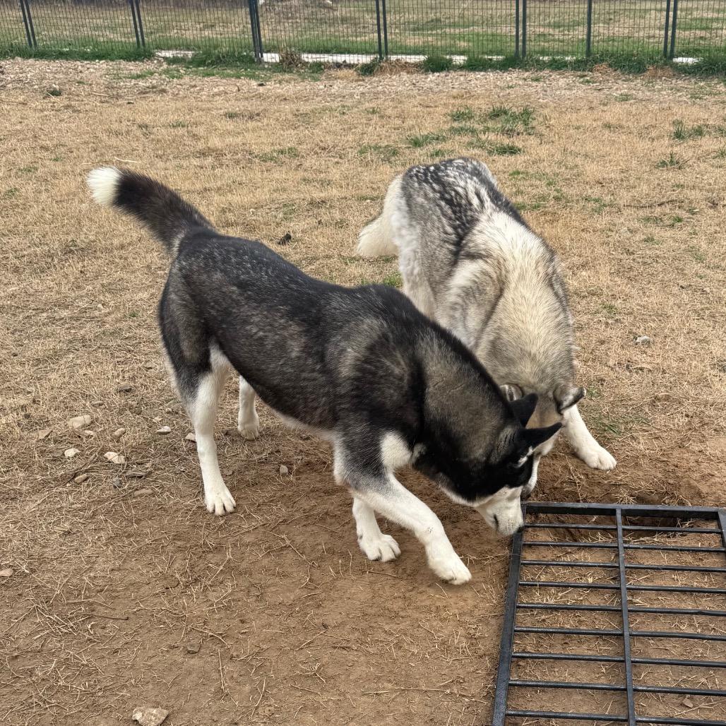 Zia, Adoptable, Adult Female Husky.
