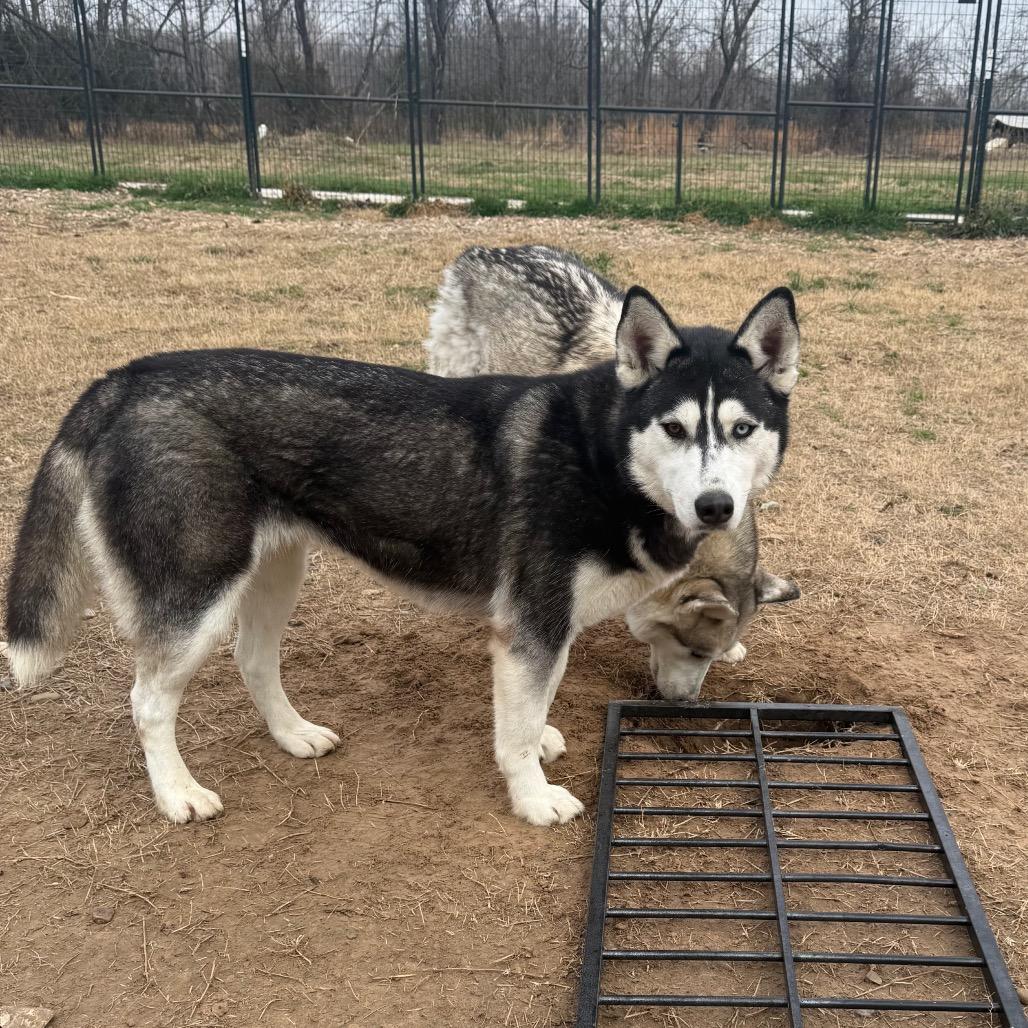 Zia, a Adoptable Husky in Eufaula, OK image 2/6