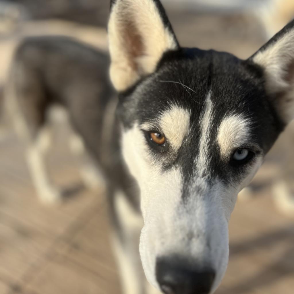 Zia, a Adoptable Husky in Eufaula, OK image 3/6