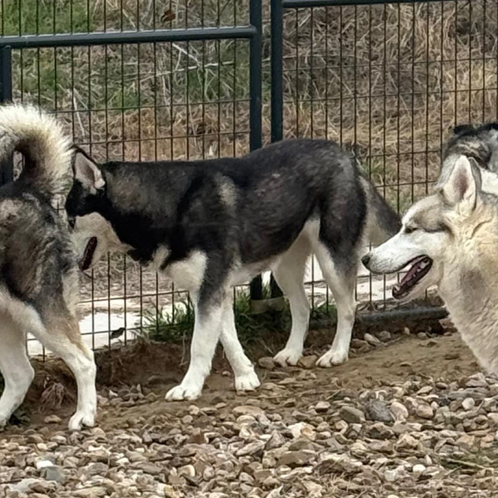 Zia, a Adoptable Husky in Eufaula, OK image 4/6