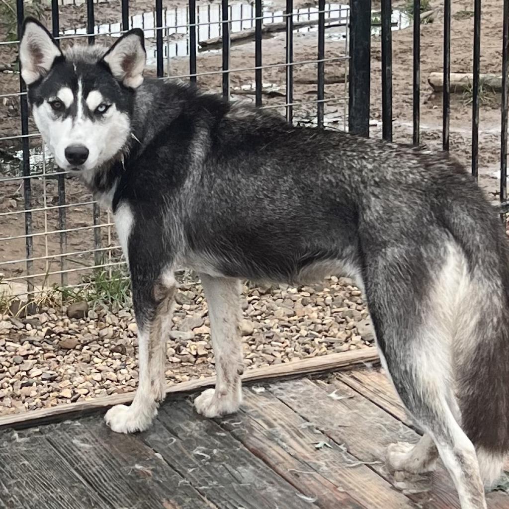 Zia, a Adoptable Husky in Eufaula, OK image 5/6