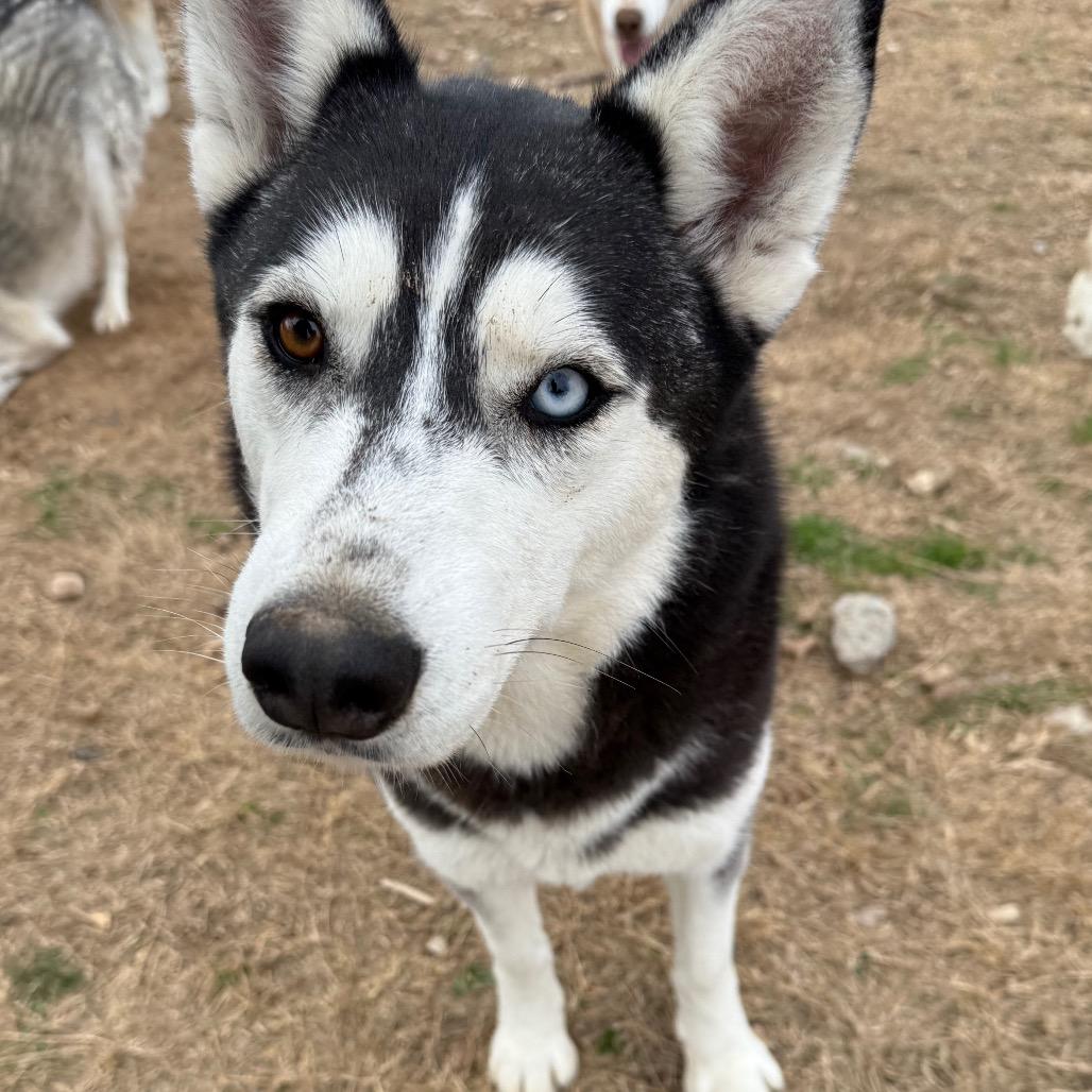 Zia, a Adoptable Husky in Eufaula, OK image 6/6