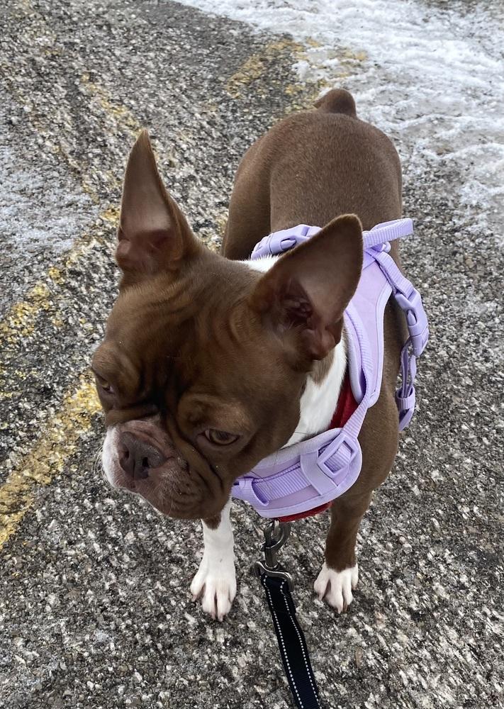 Enlarge Skye Callahan KY 4834, a Adoptable Boston Terrier in Maryville, TN image 1/3
