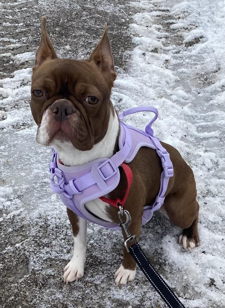 Enlarge Skye Callahan KY 4834, a Adoptable Boston Terrier in Maryville, TN image 2/3